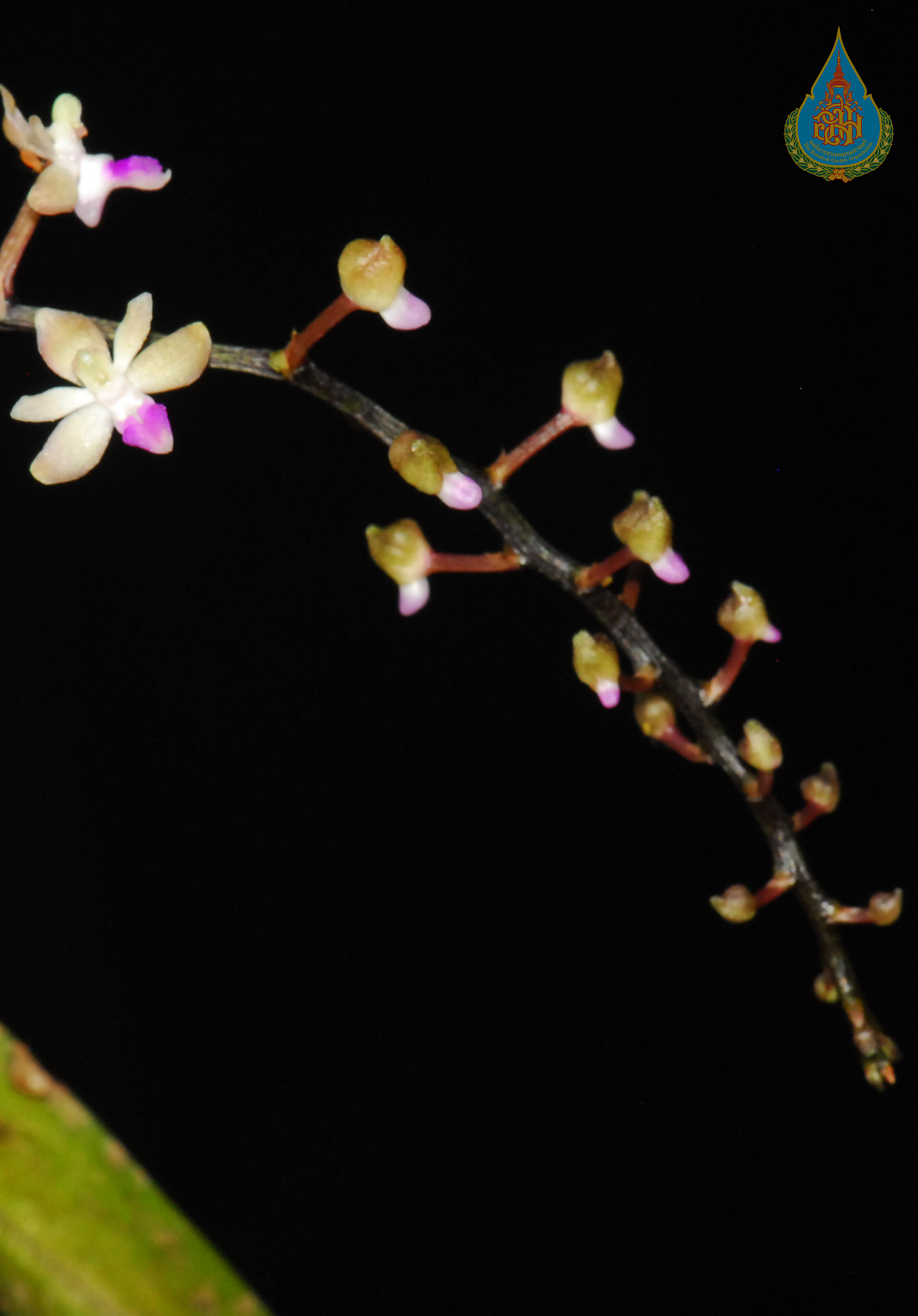 เอื้องพลอยชมพู Sarcoglyphis smithiana (Kerr) Seidenf.<br/>ORCHIDACEAE